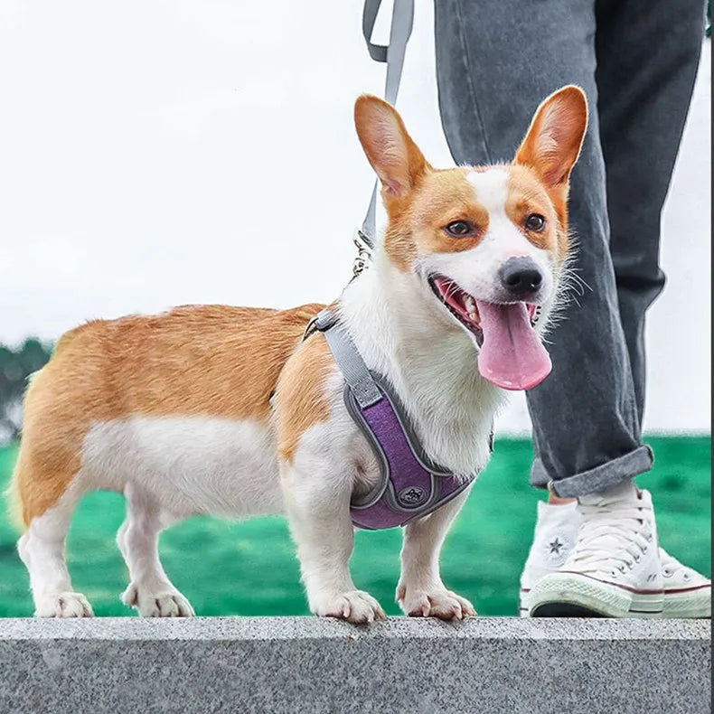 Happy corgi dog in purple harness on leash, outdoors with owner, Pawlenza pet accessories