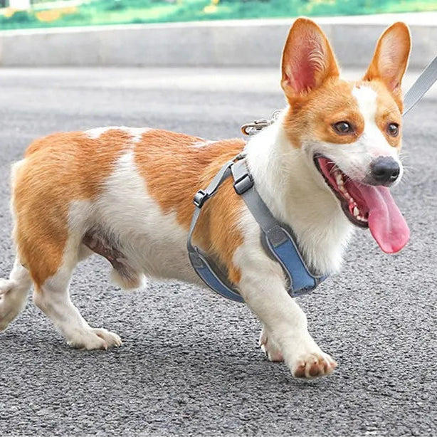 Happy Corgi dog in blue harness walking on pavement, Pawlenza pet supplies