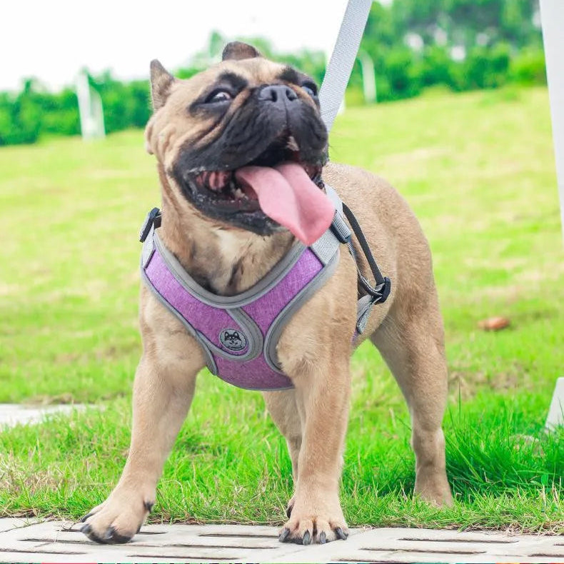 Happy French Bulldog in purple Pawlenza harness standing on grass outdoors